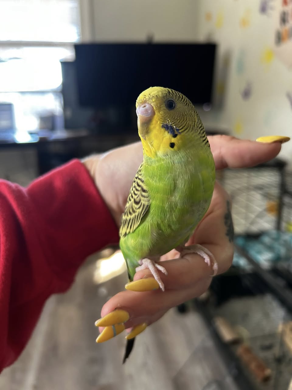 budgie tongue eating seed normal behaviour UK