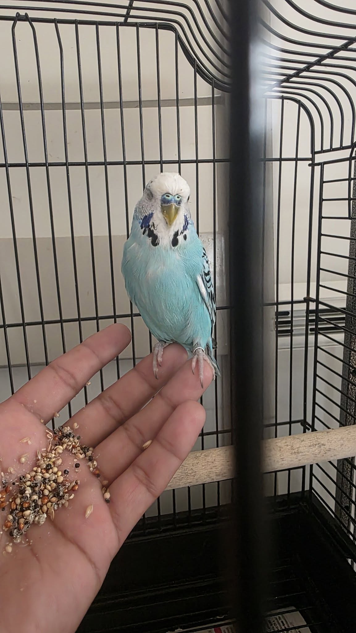 budgie tongue function feeding seed manipulation UK
