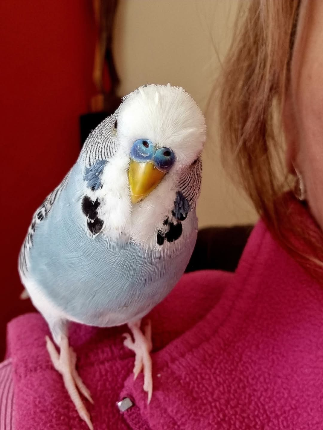 budgie tongue investigating toy exploration UK
