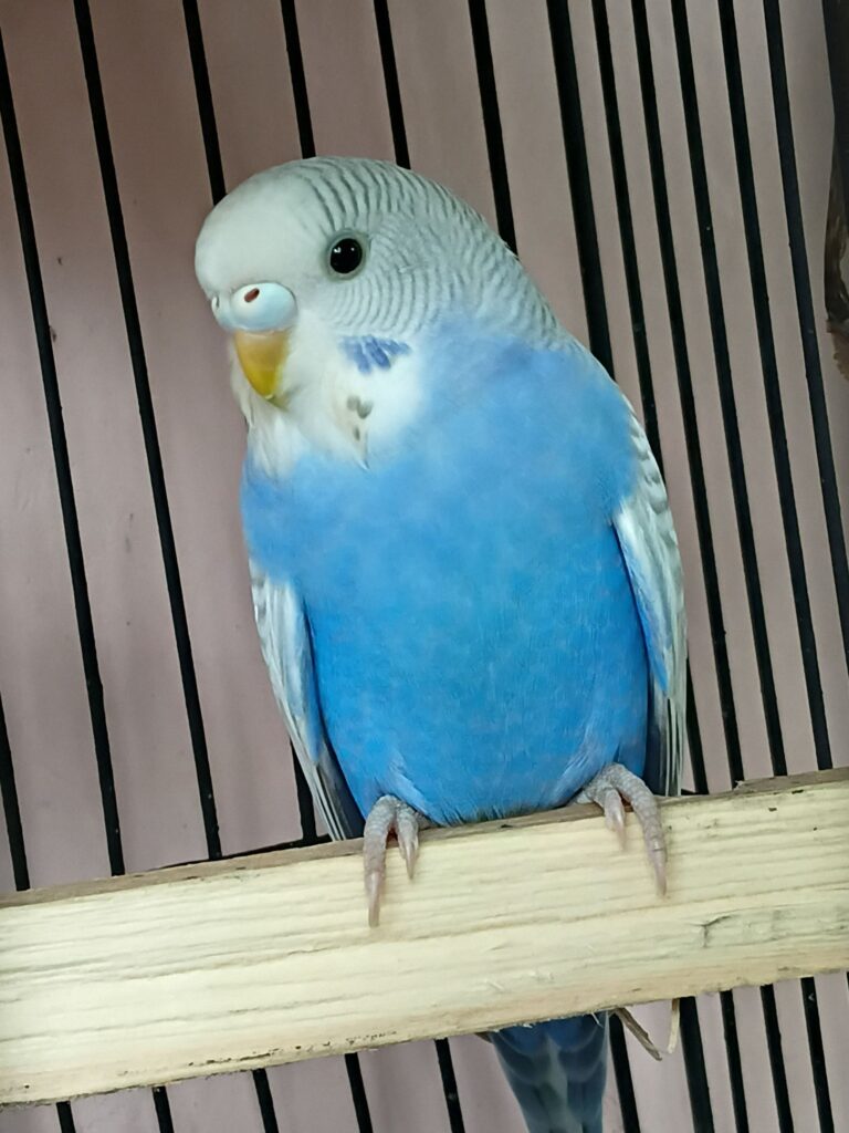 budgie toxic foods unsafe uk paradise pets 