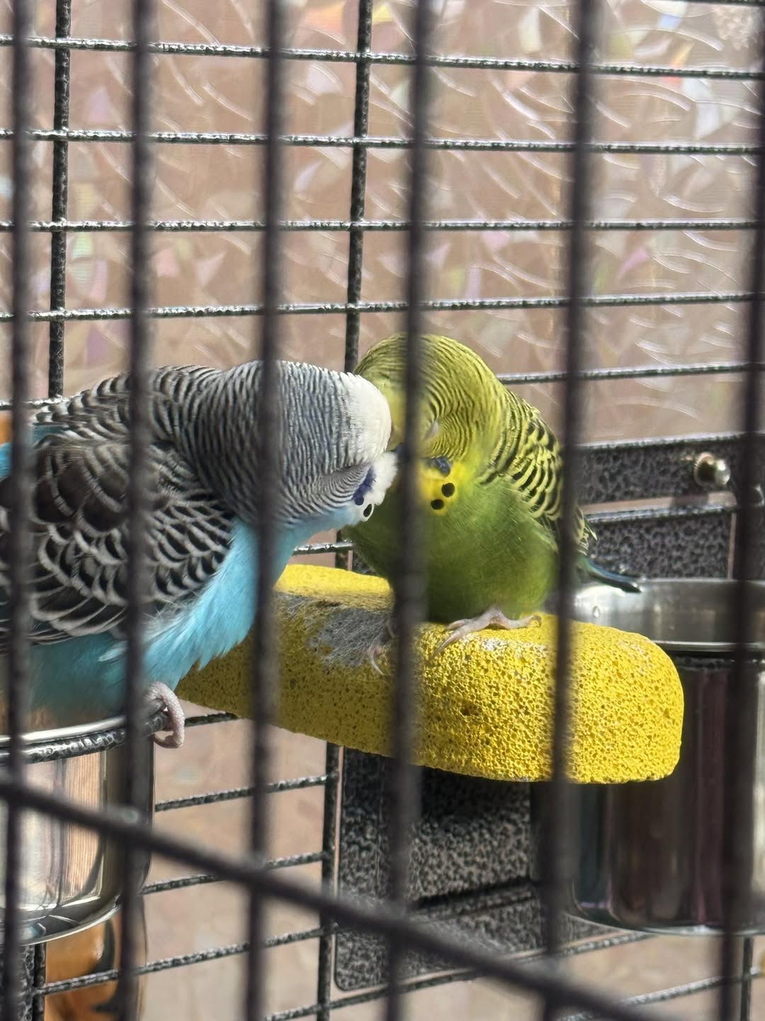 budgie unable fly small standard cage uk
