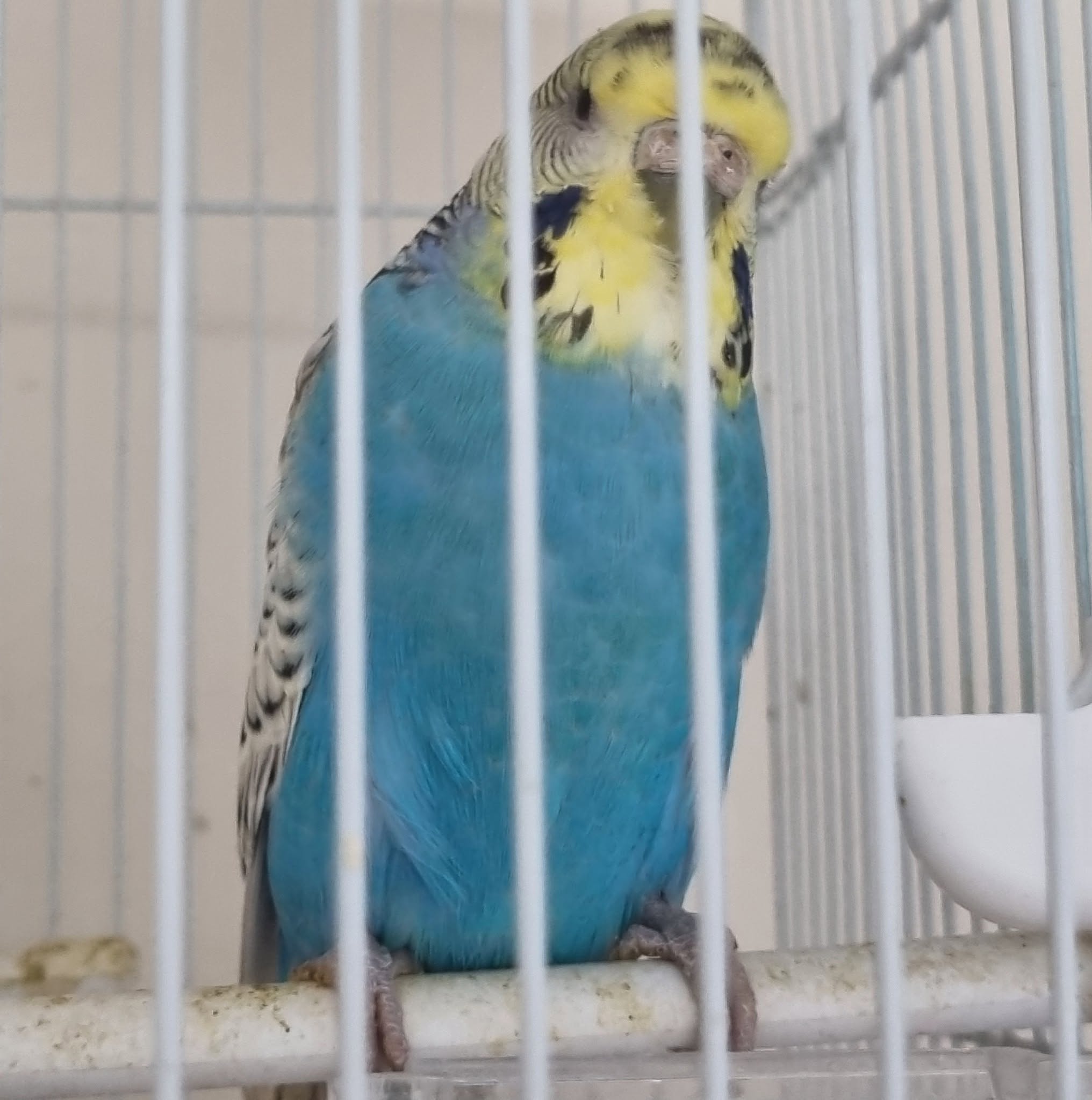 budgie vent blockage emergency UK matted feathers