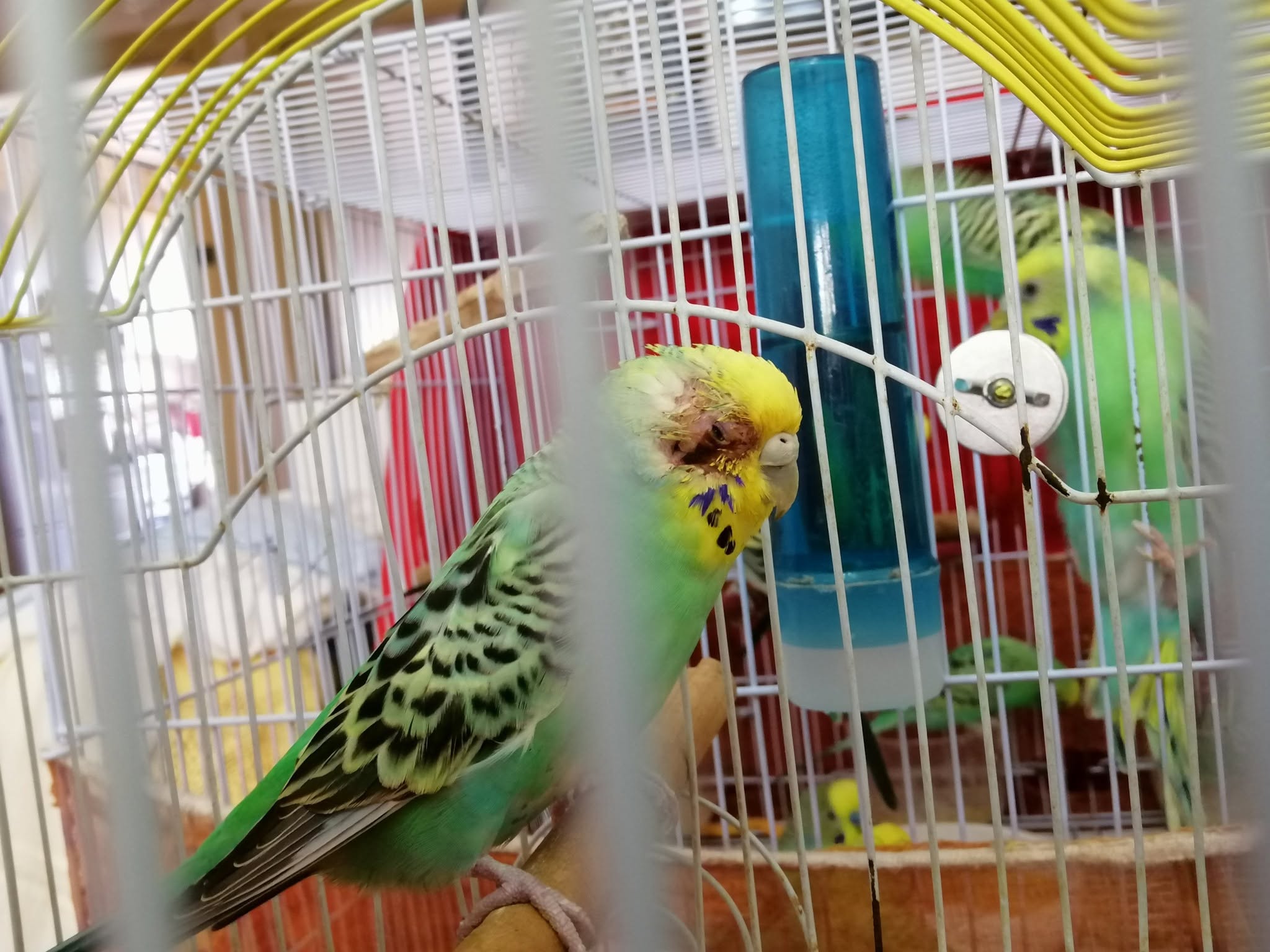 budgie vet treatment UK early intervention