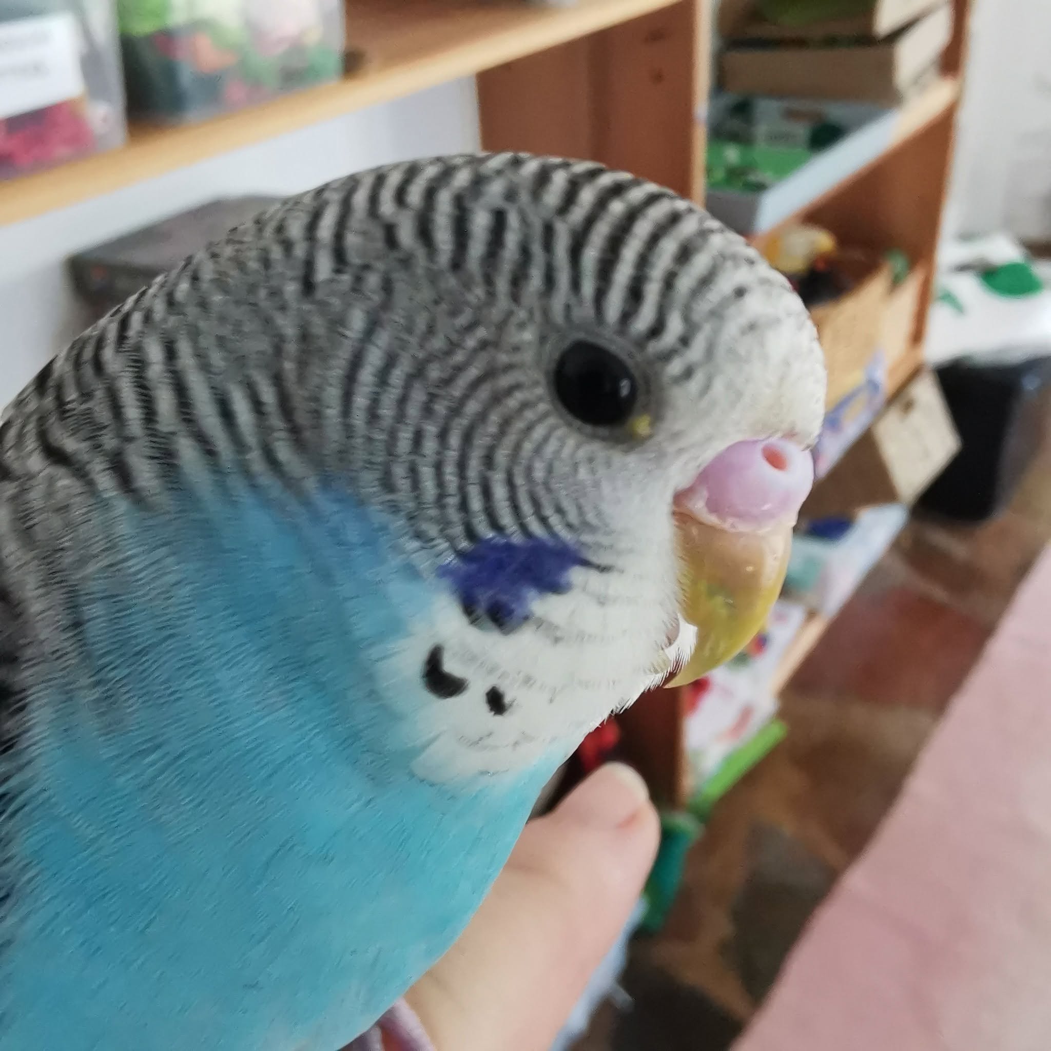 budgie vision problem cataract eye UK older bird 
