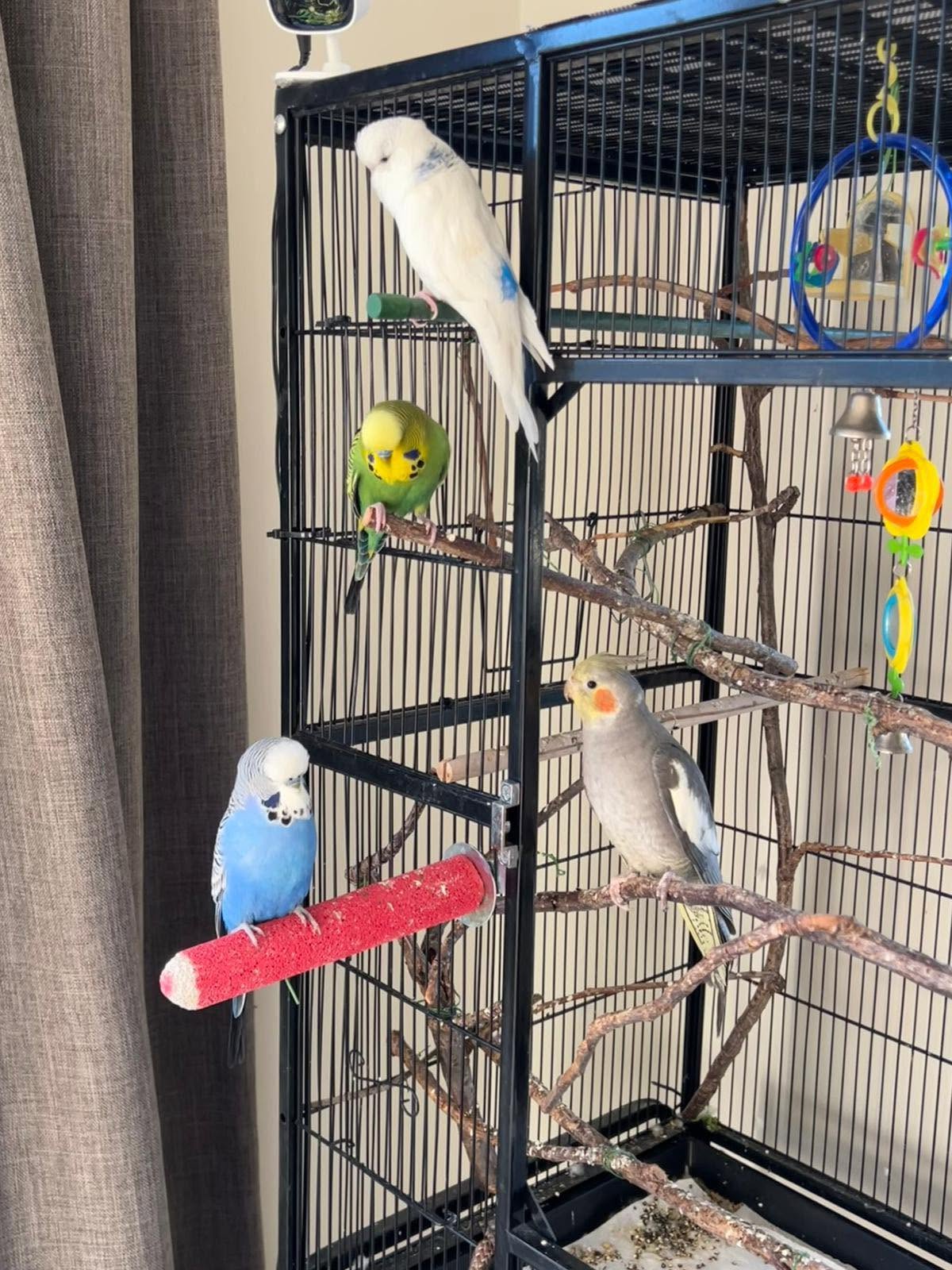 budgie watching owner from cage UK