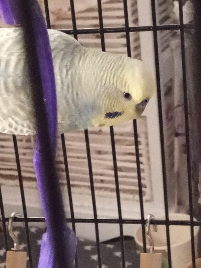 budgie water dish normal drinking uk