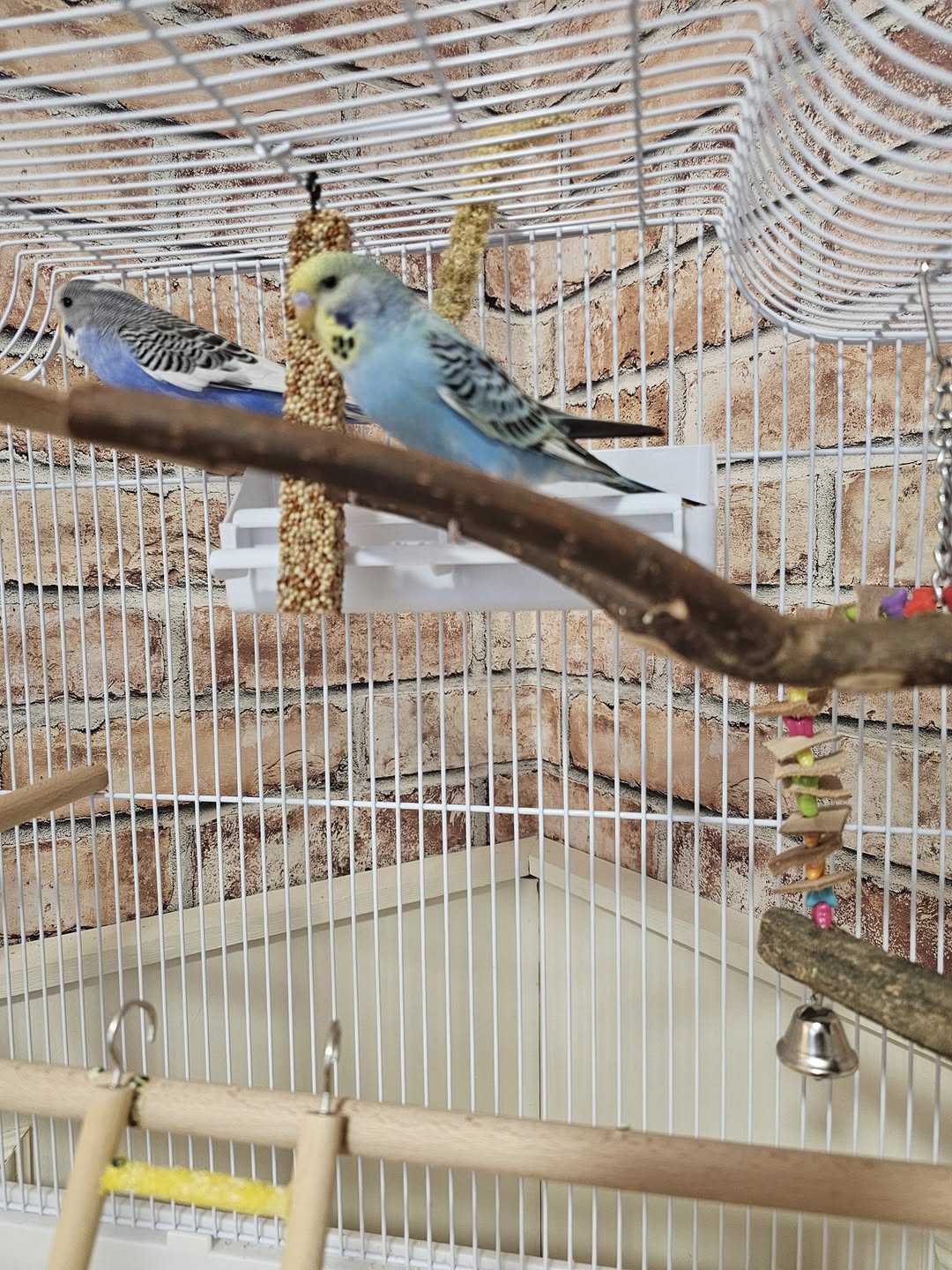 budgie water dispenser blocked faulty UK