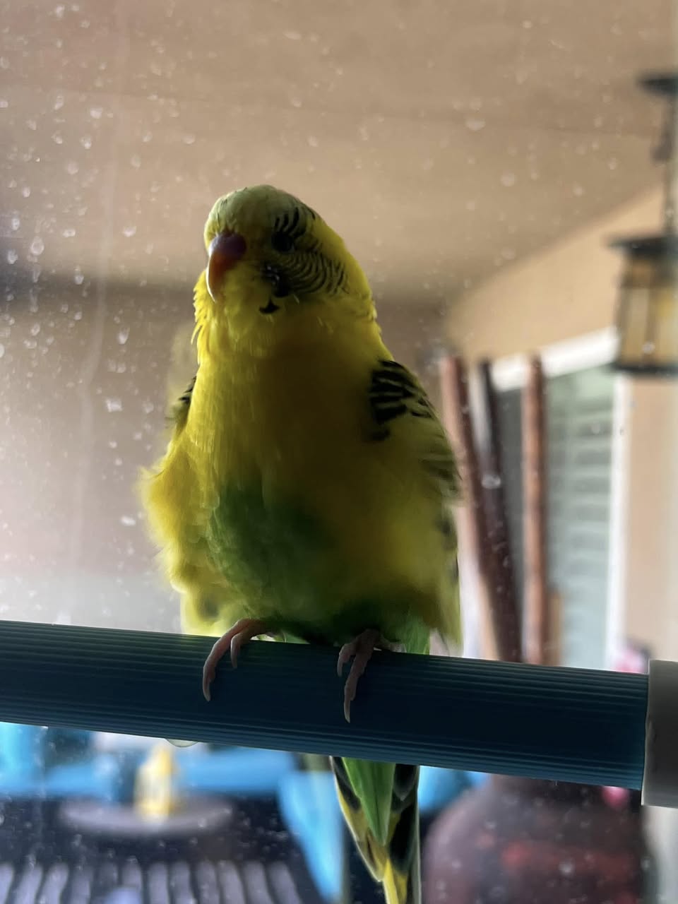 budgie window strike dusk transparent glass UK 