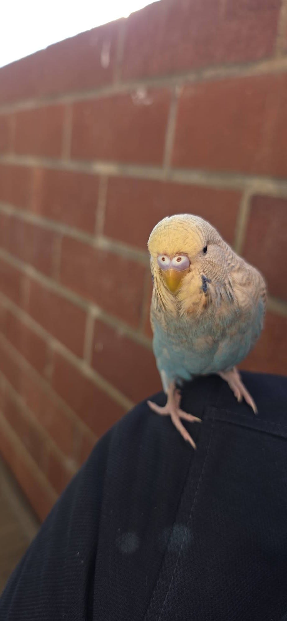 budgies most popular pet bird UK 2026 pet shop 
