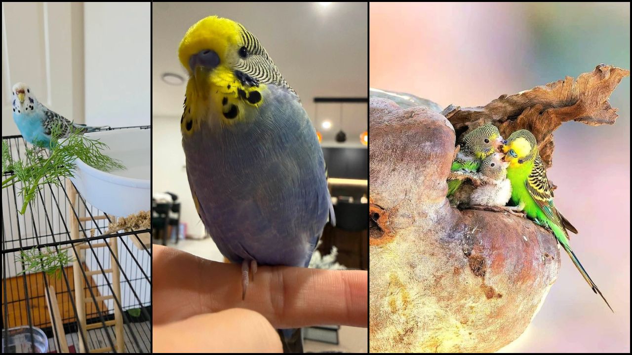 budgies most popular pet bird UK 2026