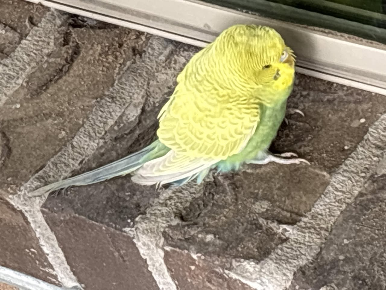 budgies together real companion mirror harmless UK
