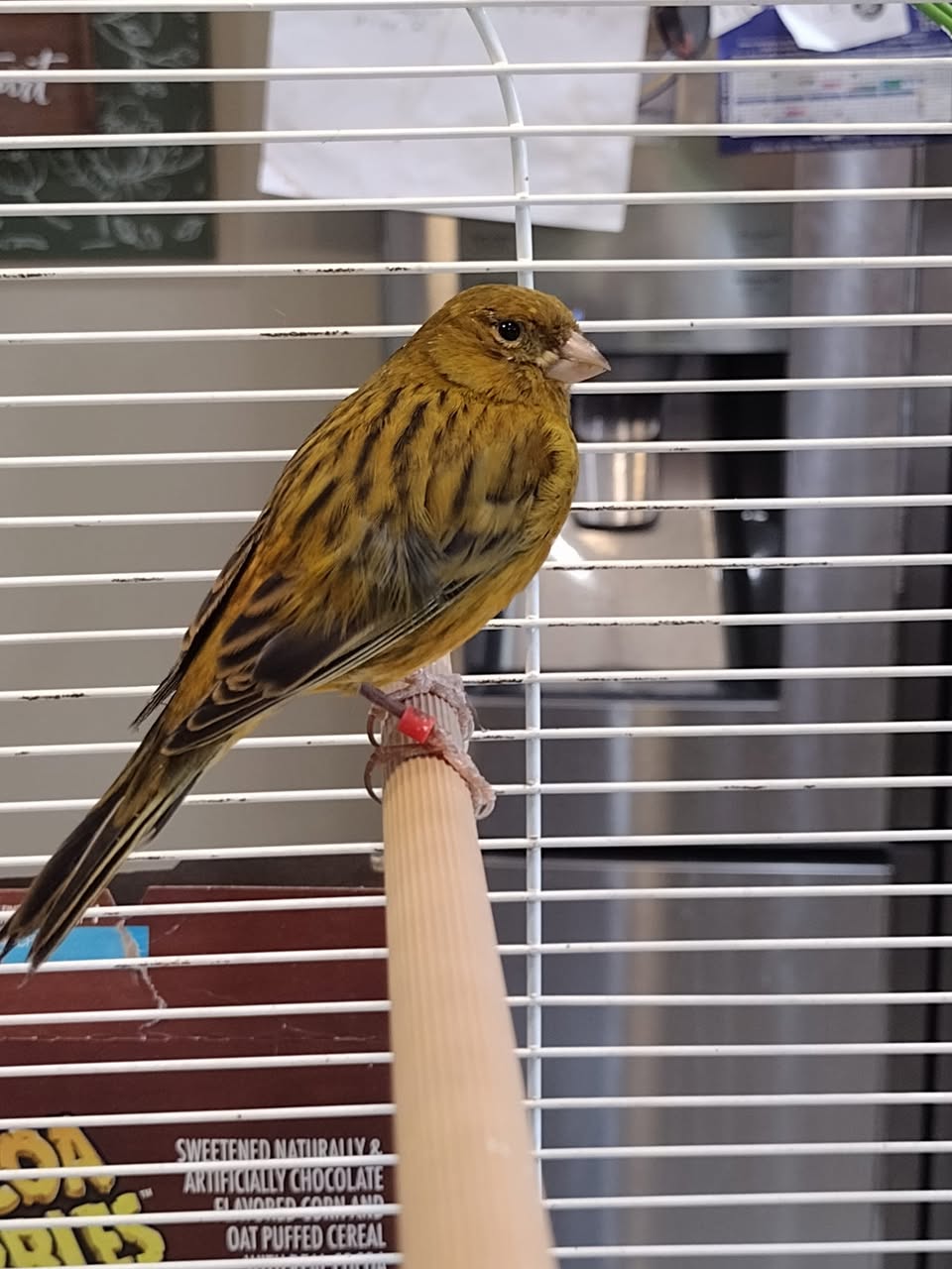 canary child family UK first pet bird