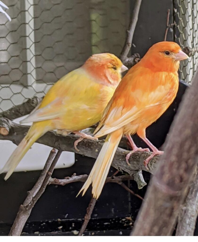 canary health signs UK early warning