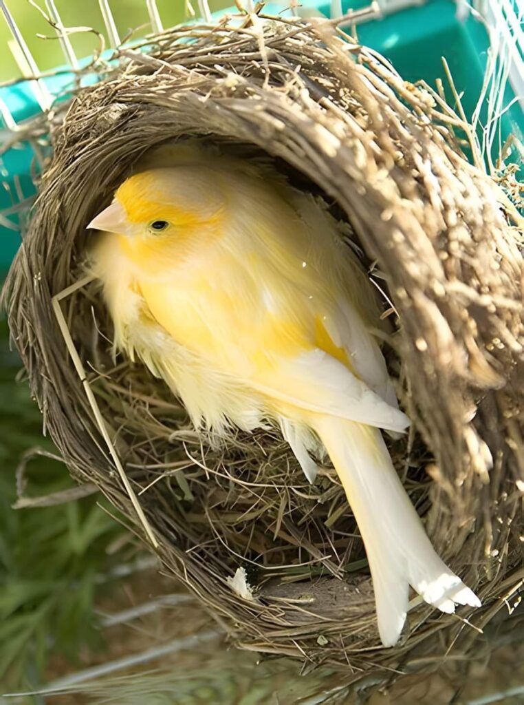canary lifespan UK pet bird