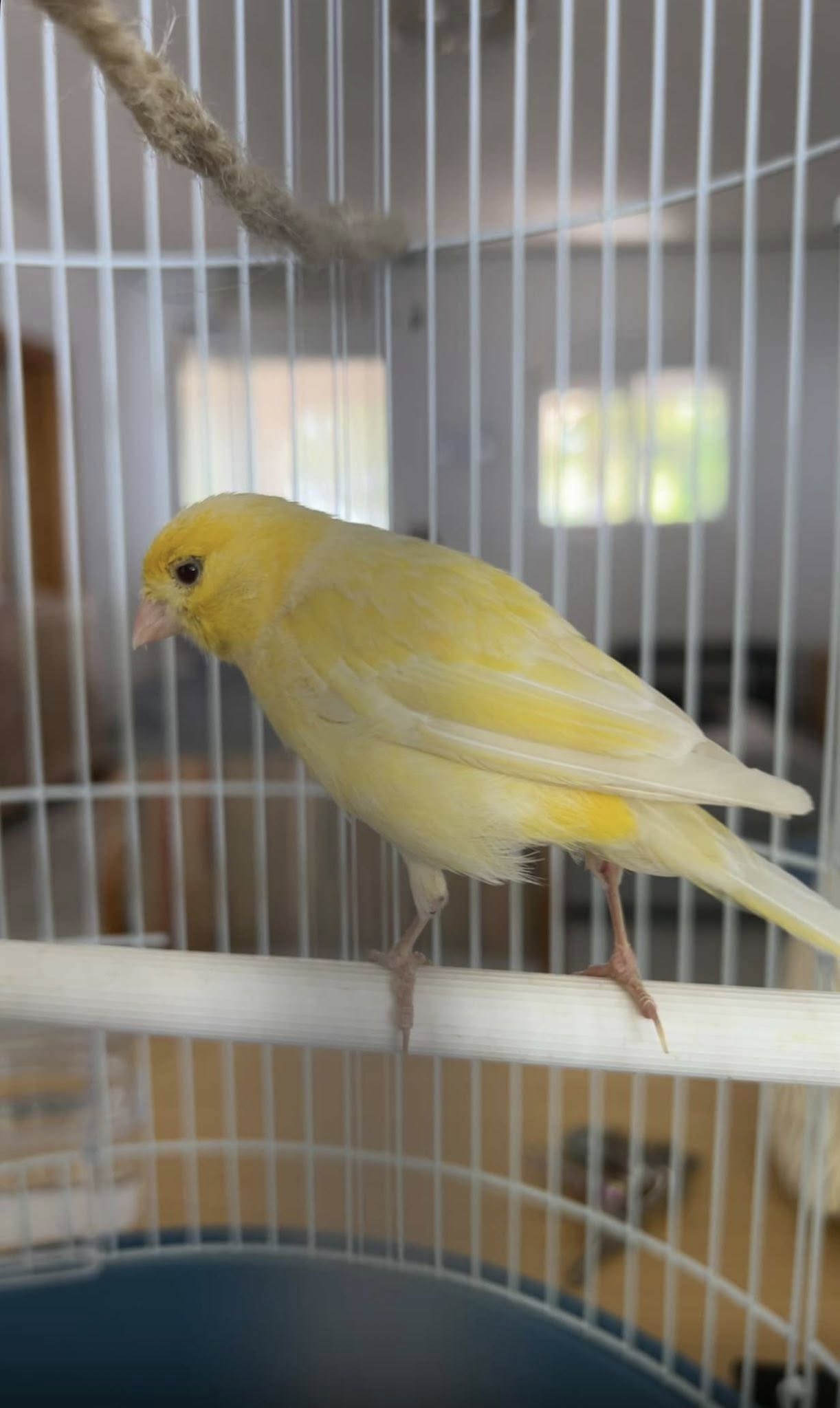 canary singing UK bird watching britain