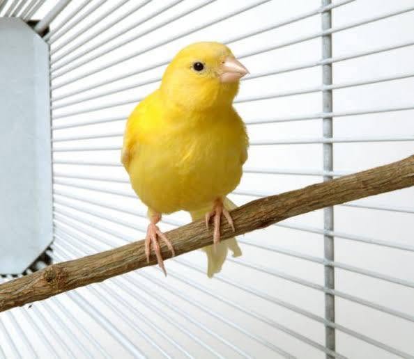 canary singing low maintenance pet bird UK 