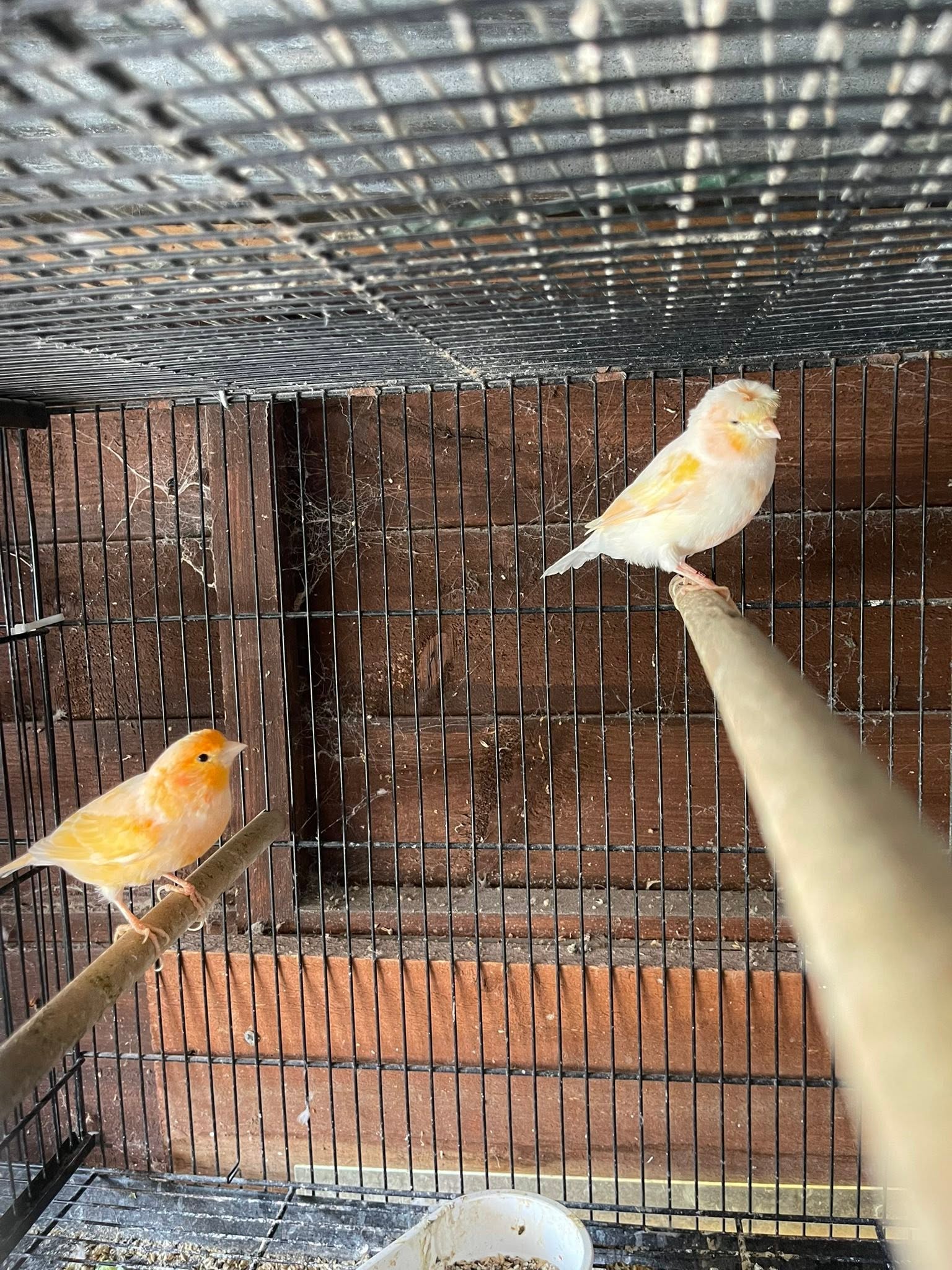 canary single pair housing UK beginner family