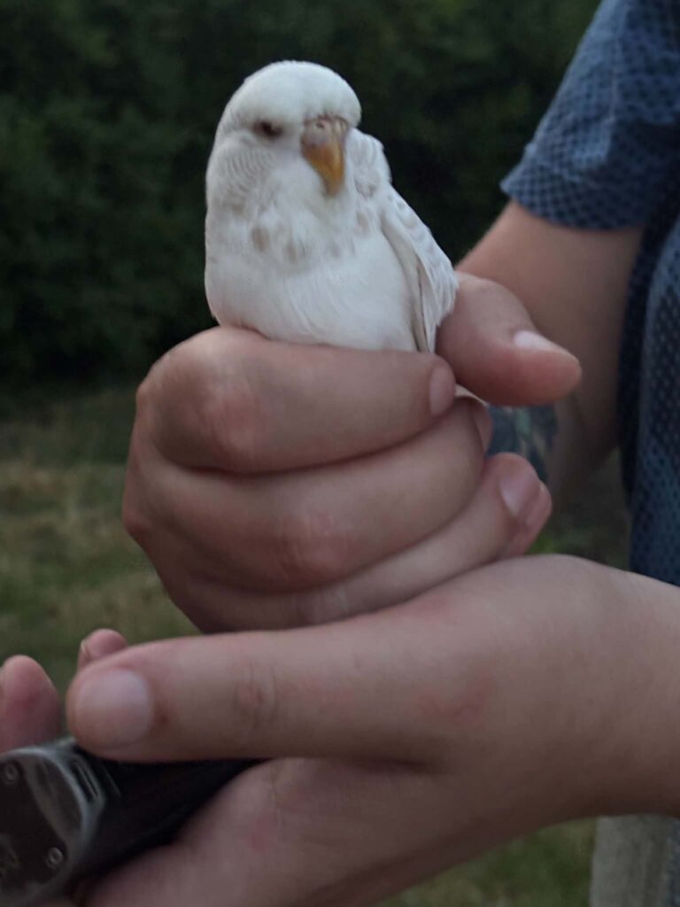 canary vet check UK avian vet swindon