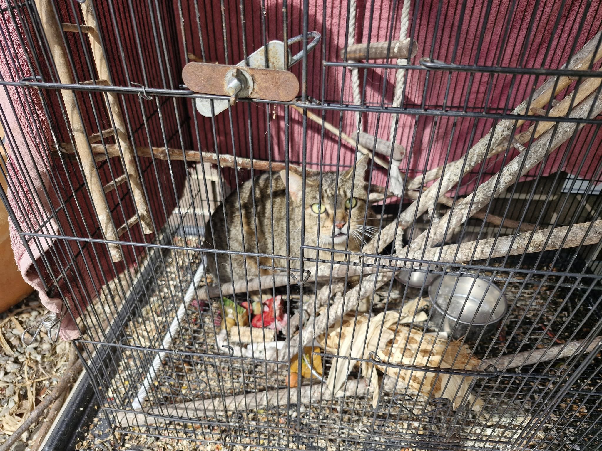 cat near bird cage garden UK
