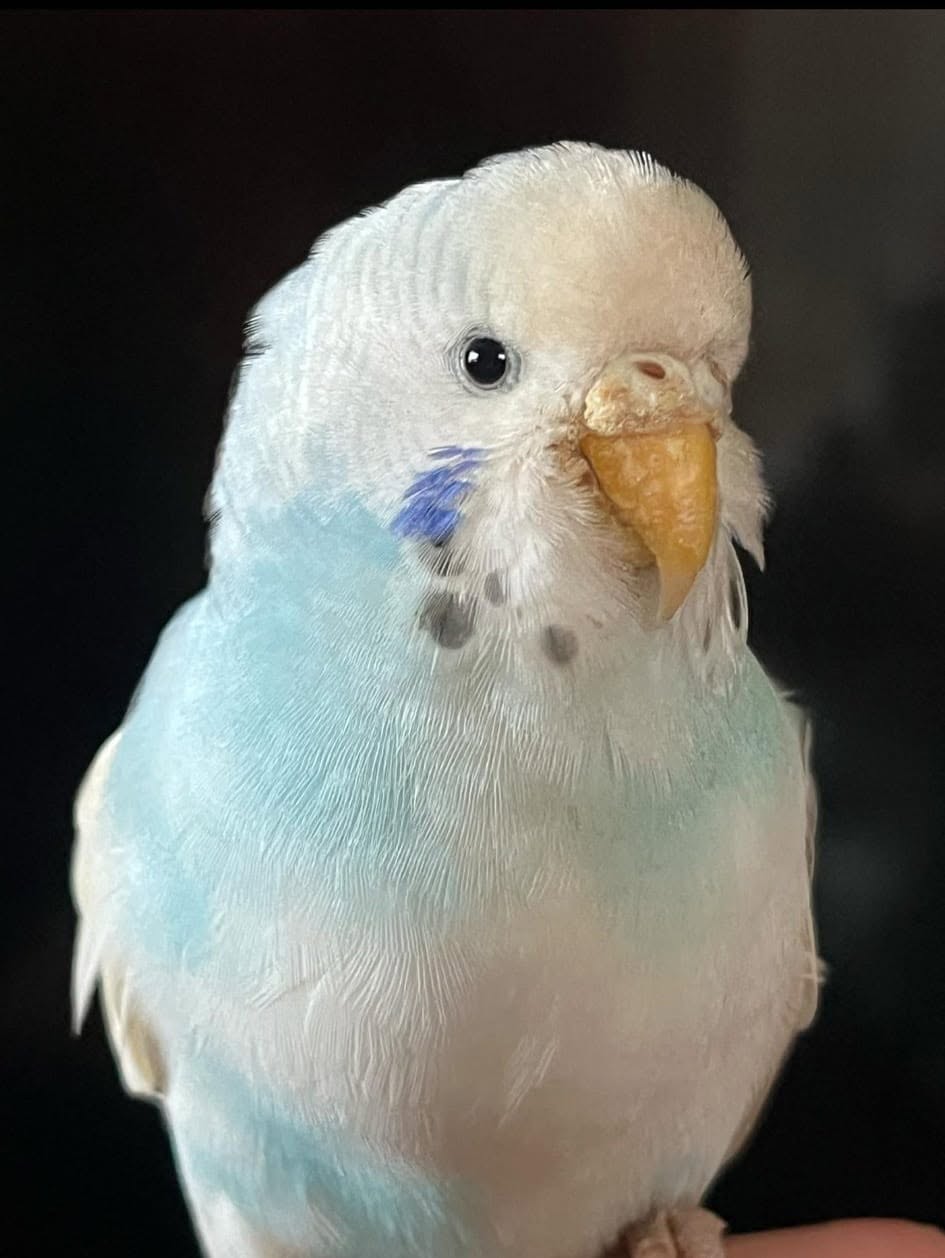 checking budgie beak face health signs UK