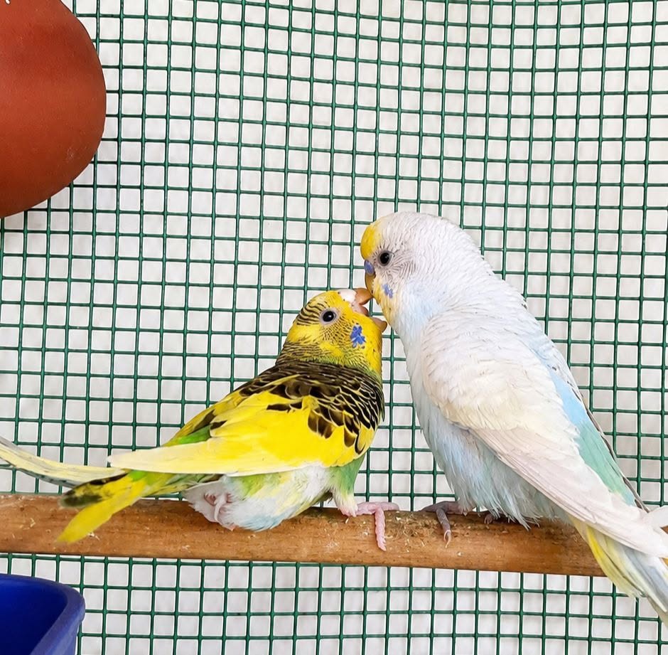 checking budgie health room temperature UK 