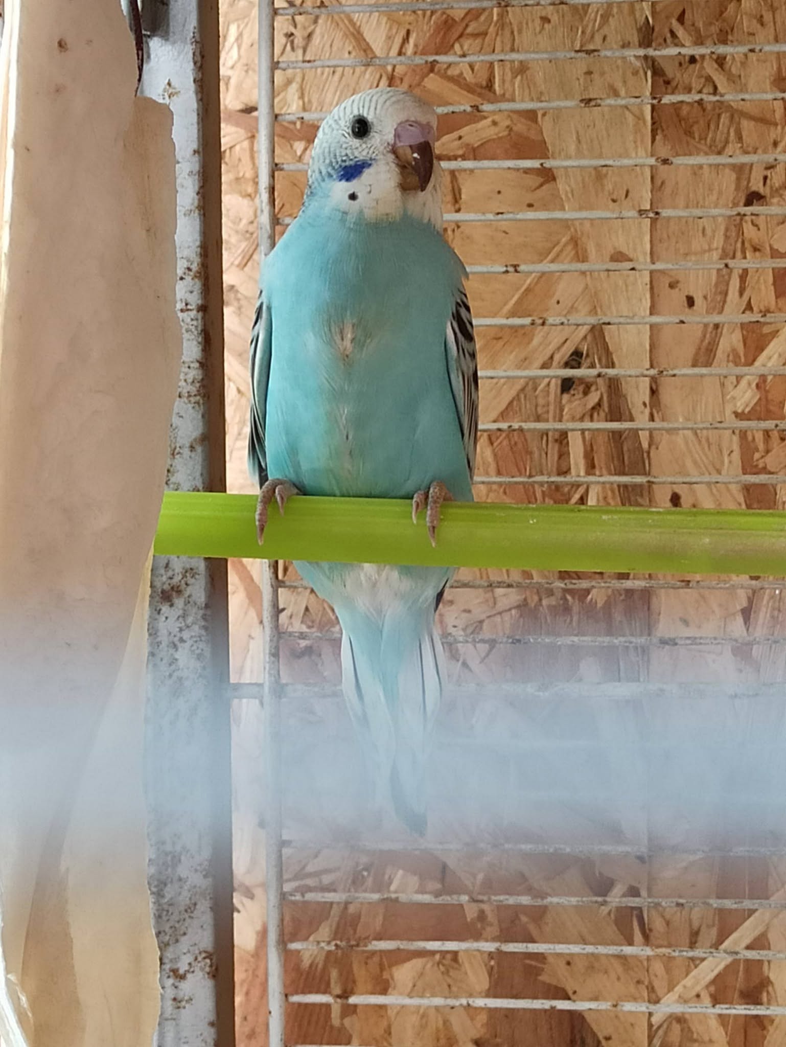 checking individual pet bird condition health UK