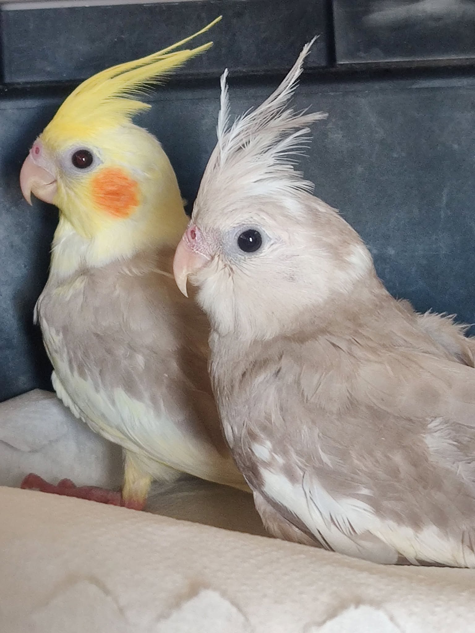checking pet bird behaviour change cause UK