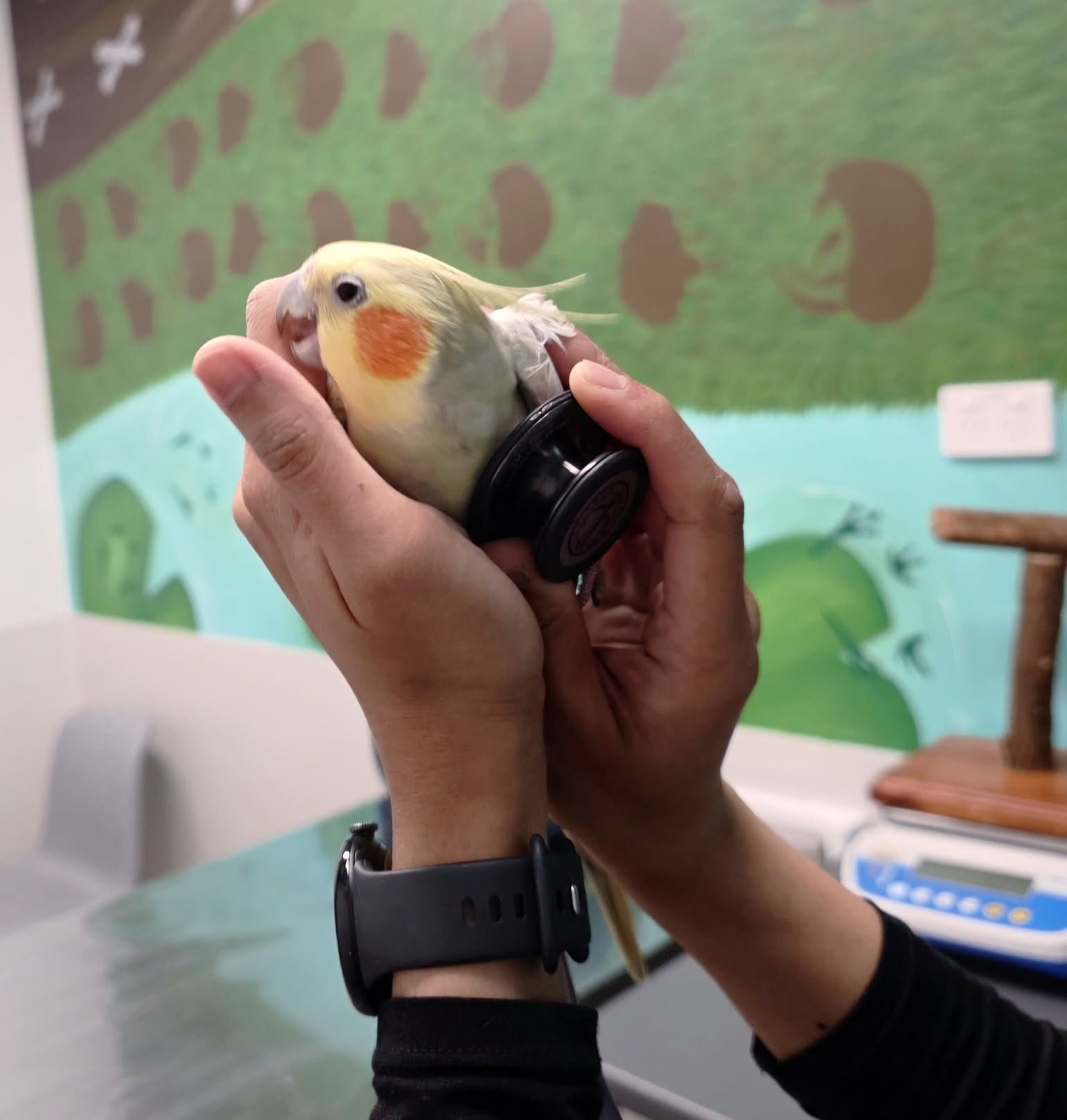 checking sick cockatiel before vet visit UK 
