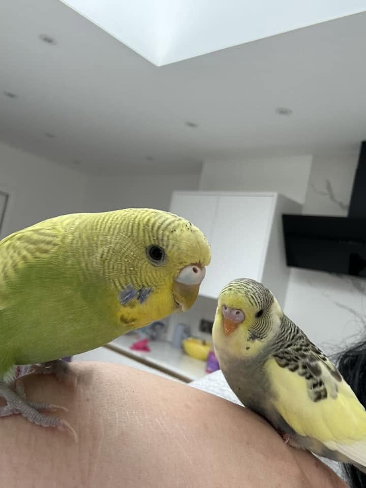 child holding budgie on finger UK pet bird