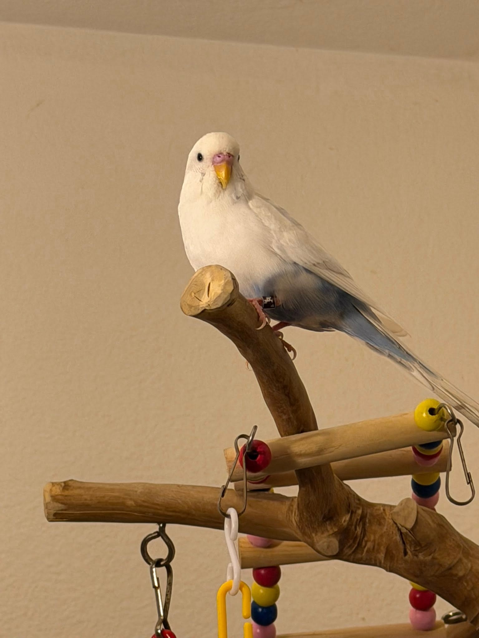 child learning from pet bird UK family
