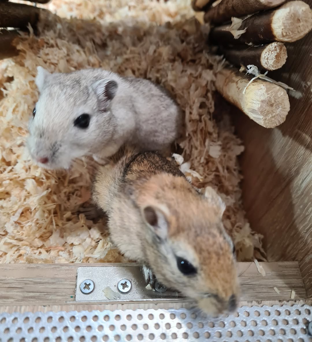 child watching gerbils UK pet children family