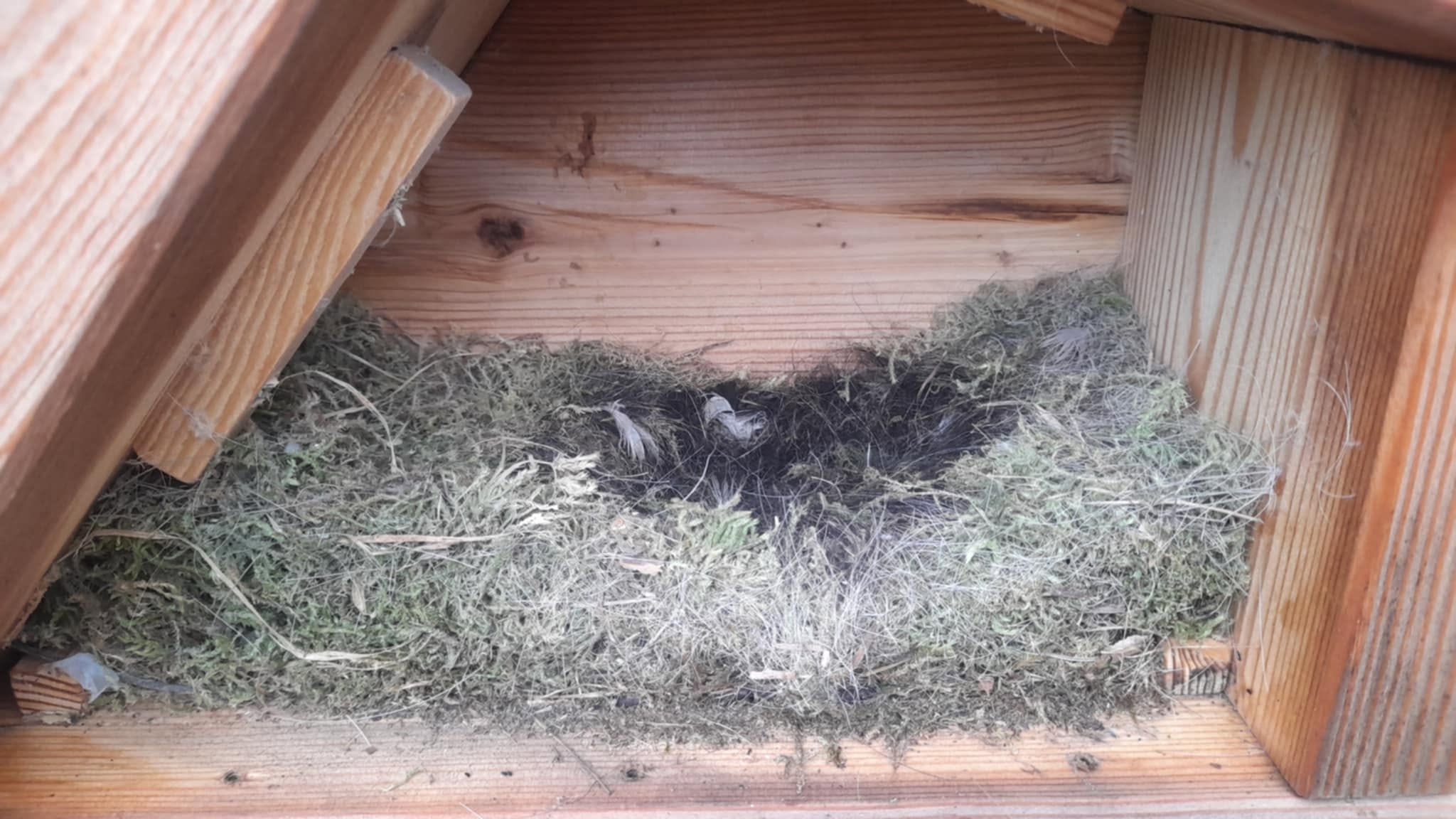 clean empty nest box UK garden