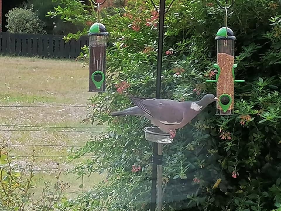 clean garden bird feeder setup best practice UK 