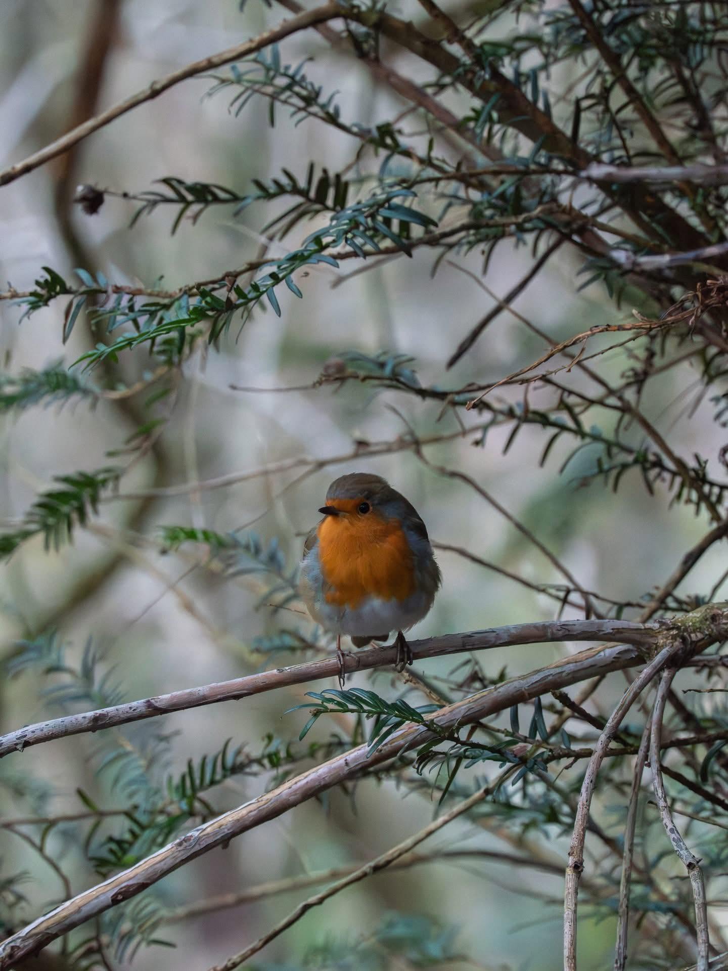 cleaning bird feeder hygiene UK garden 