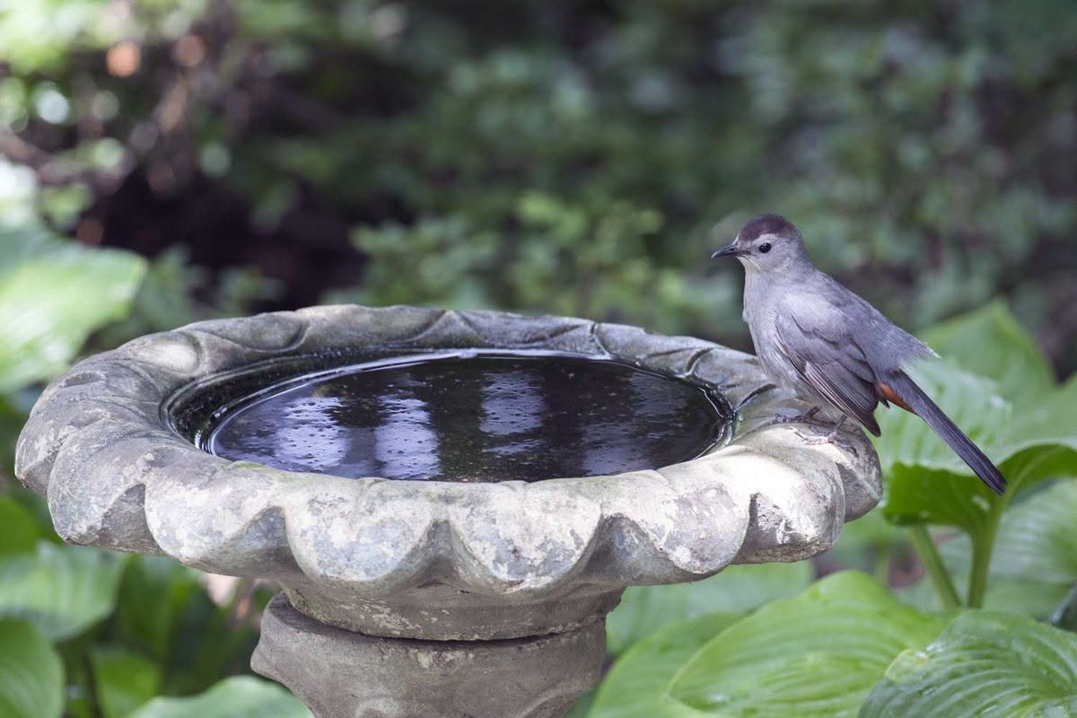 cleaning bird feeder water bath UK