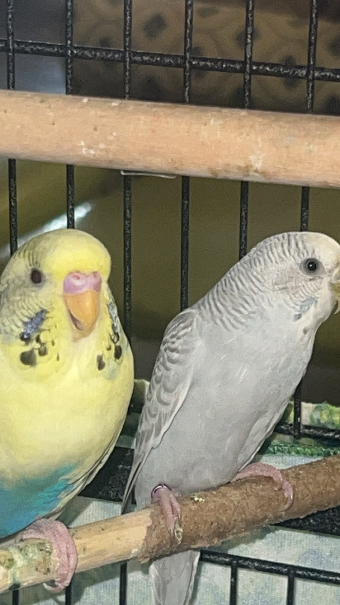 cleaning budgie vent area safely UK warm water 