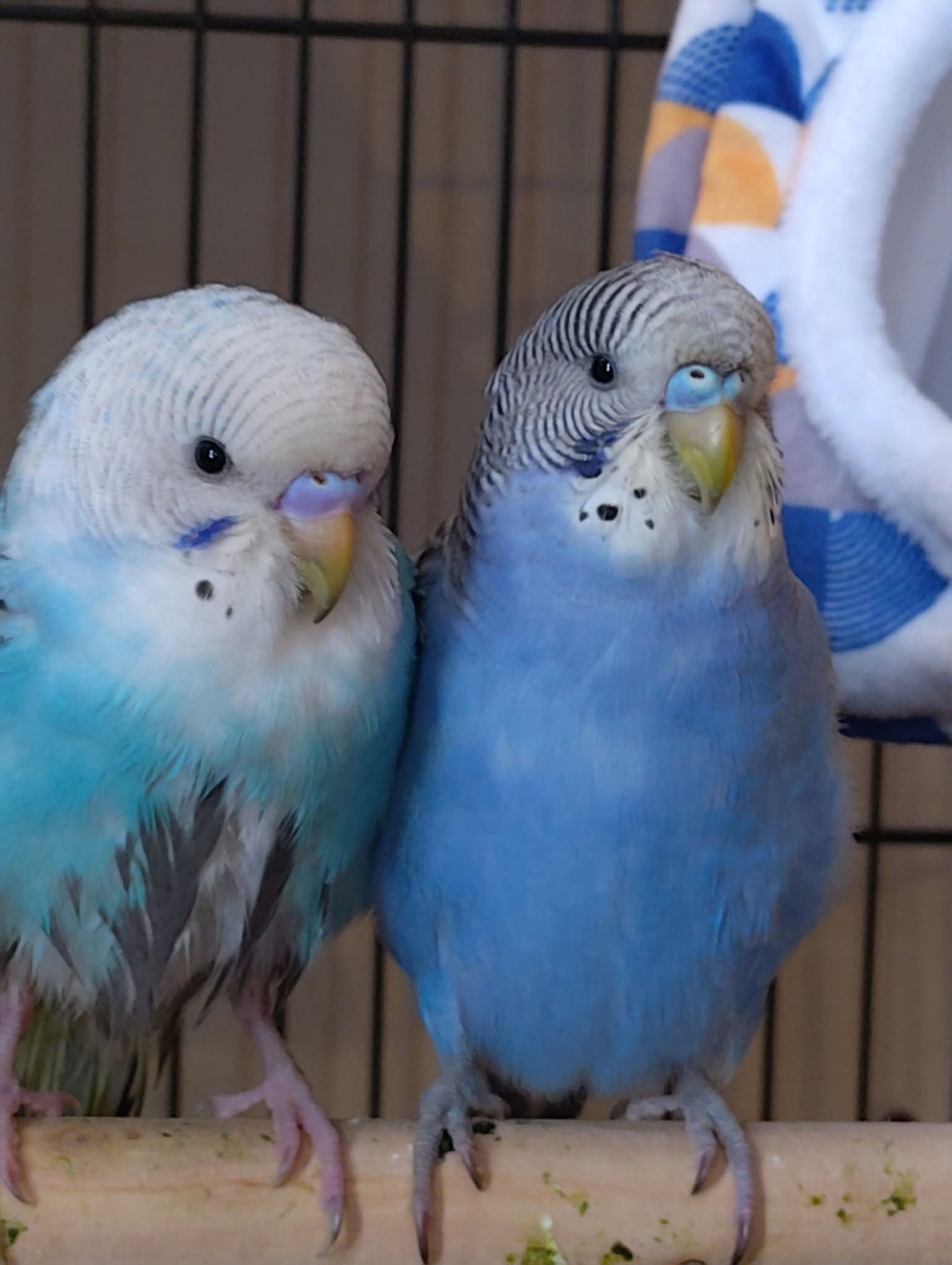 climate change UK birds pet bird impact paradise pets