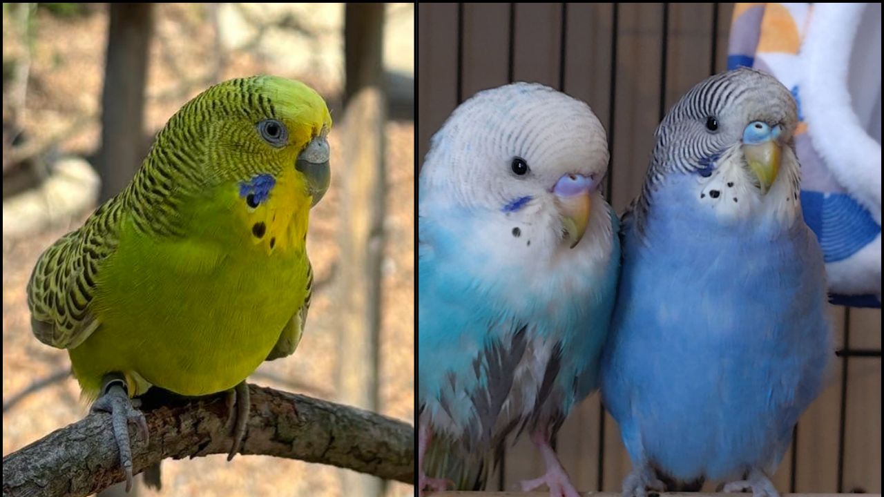 climate change UK birds pet bird impact paradise pets
