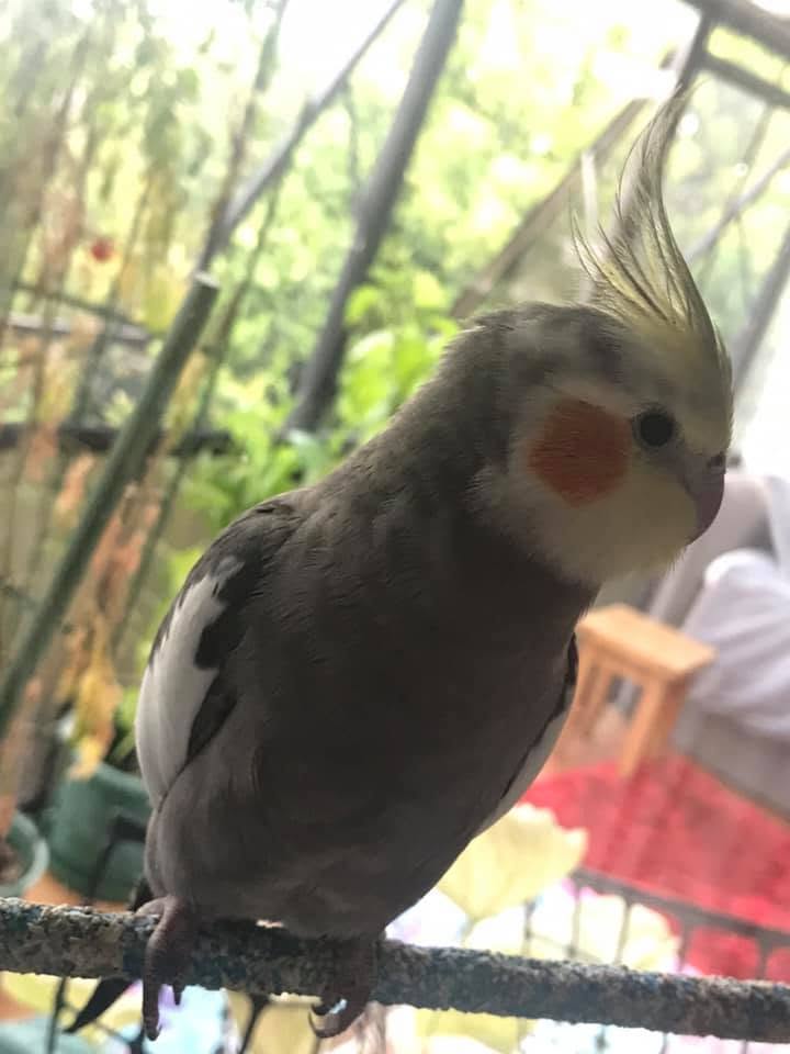 cockatiel Loud Behaviour
