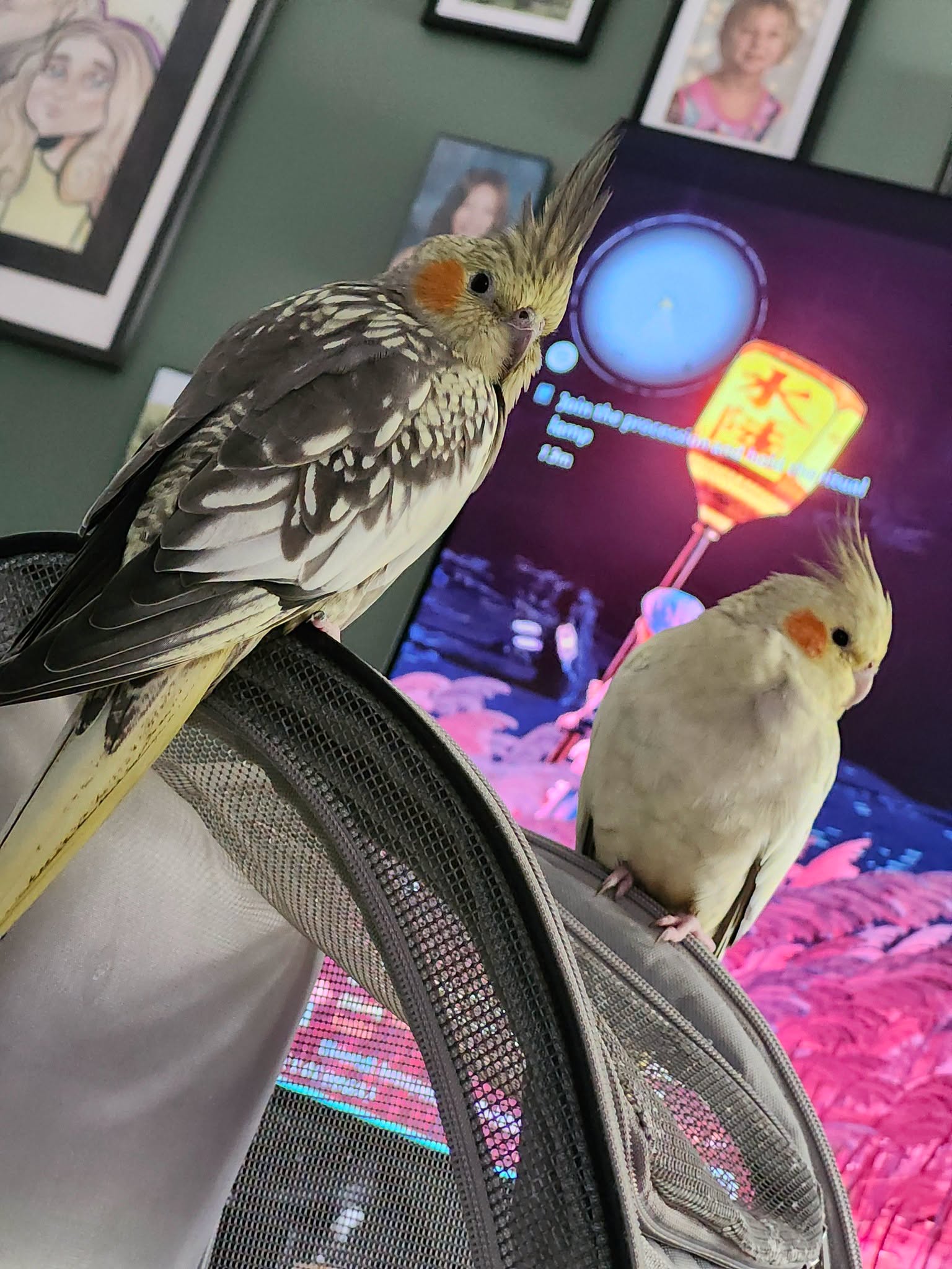 cockatiel UK winter home risks heating draught