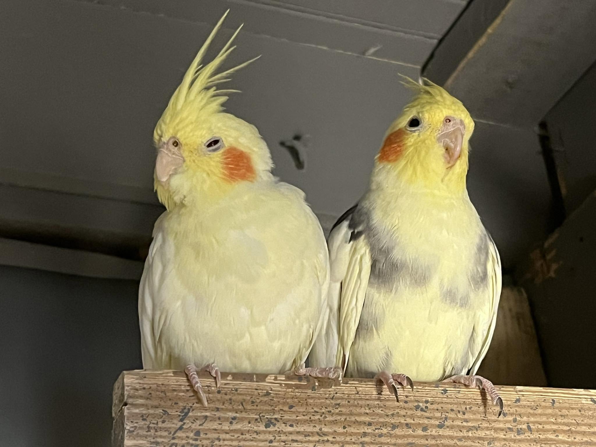 cockatiel affectionate pet bird commitment UK 