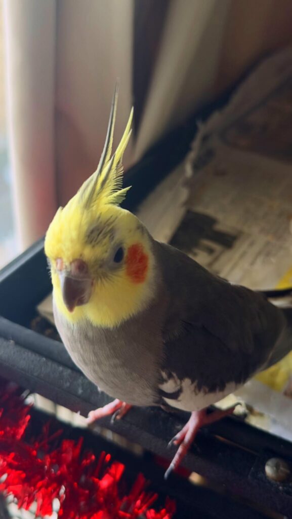 cockatiel beak grinding vocalisation UK contentment