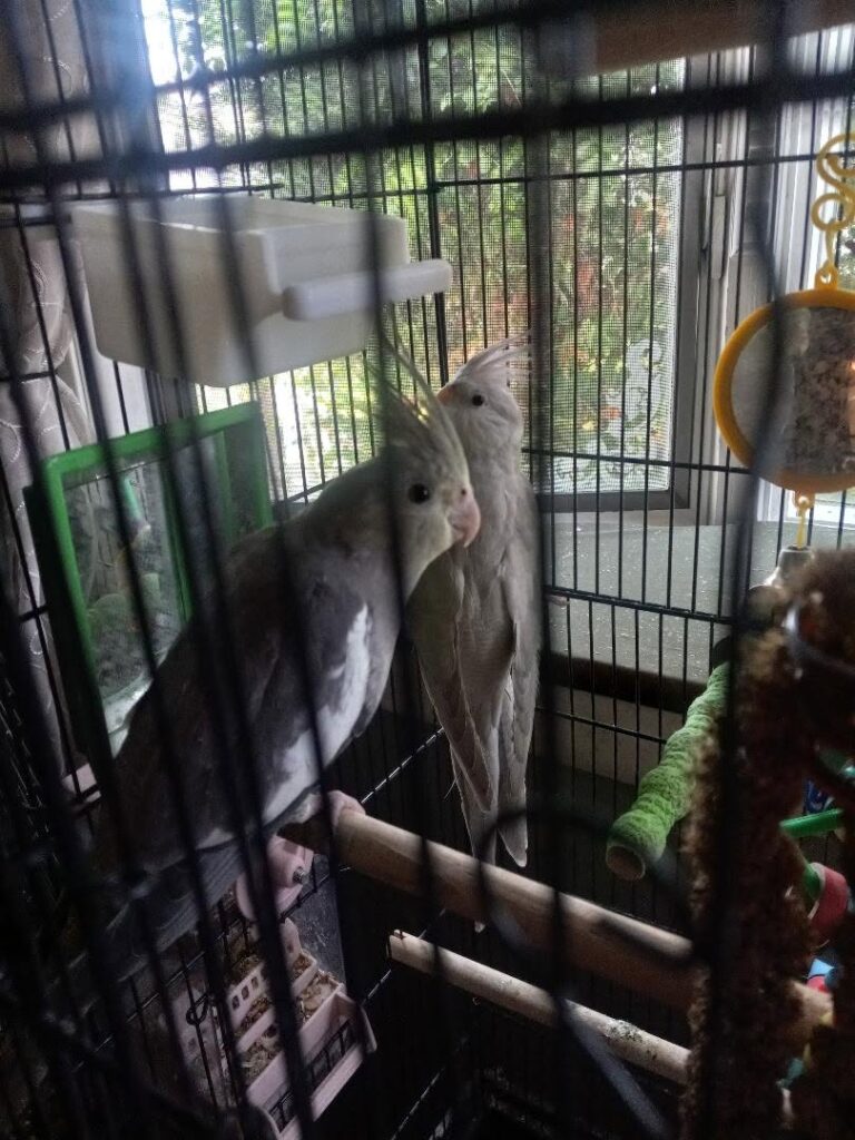 cockatiel body language UK guide translation