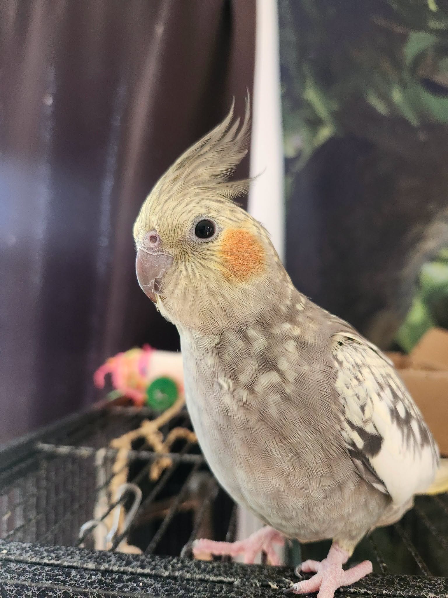 cockatiel bonded one person only household 