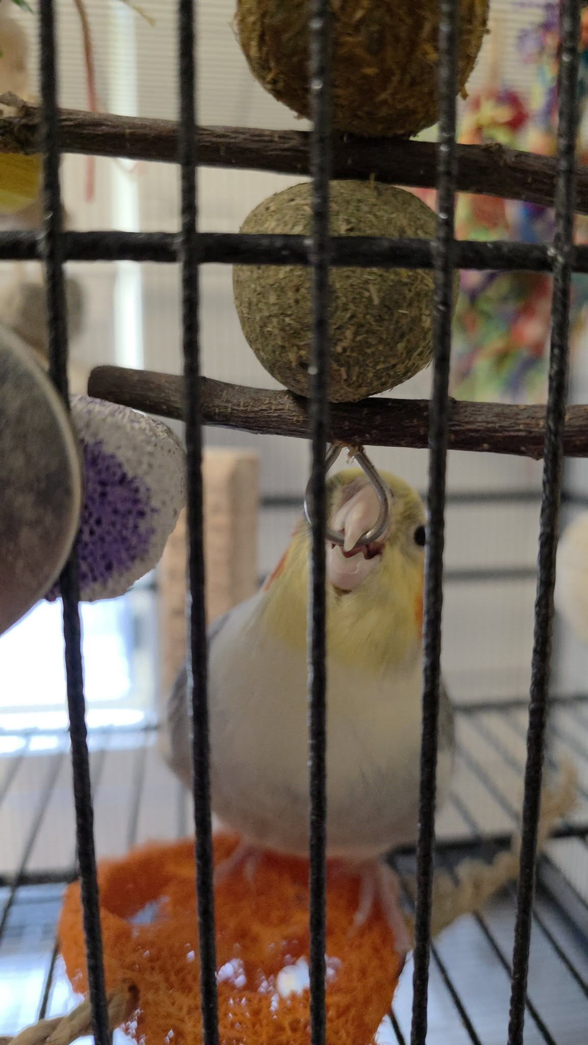 cockatiel cage near sunny window heat risk UK 