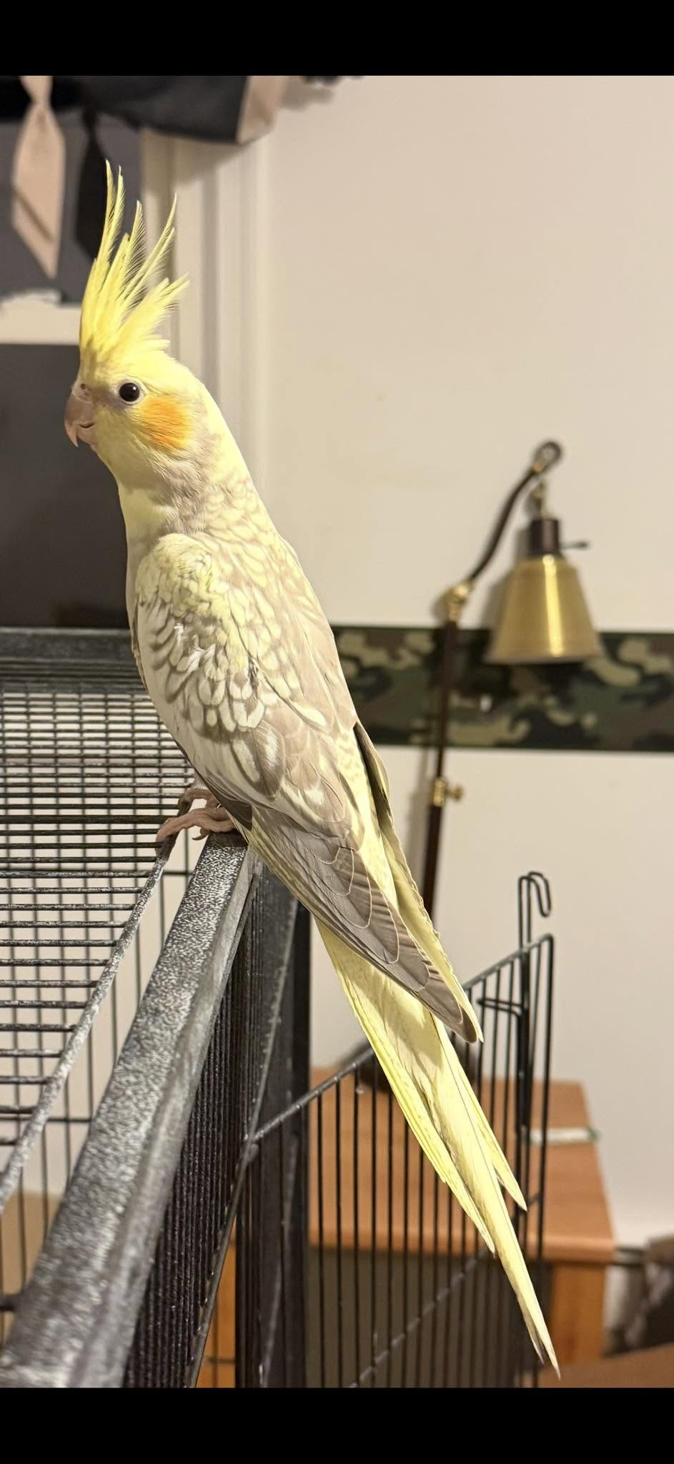 cockatiel cage position UK draught prevention winter