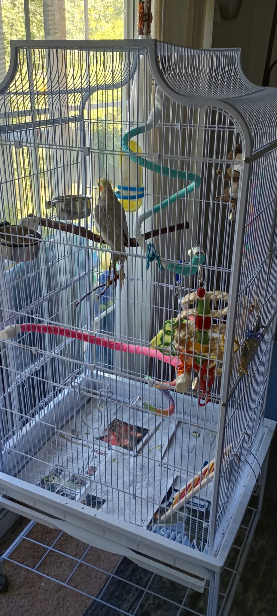 cockatiel cage proper position ventilation water dish 