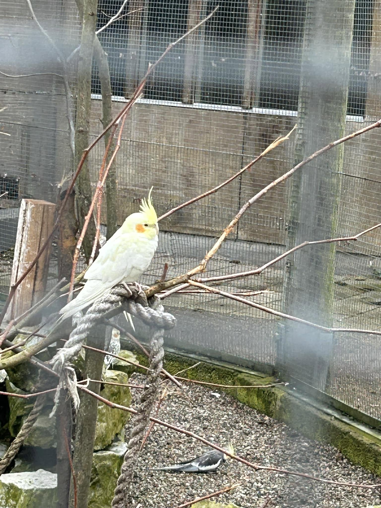 cockatiel cold UK winter vulnerability prevention