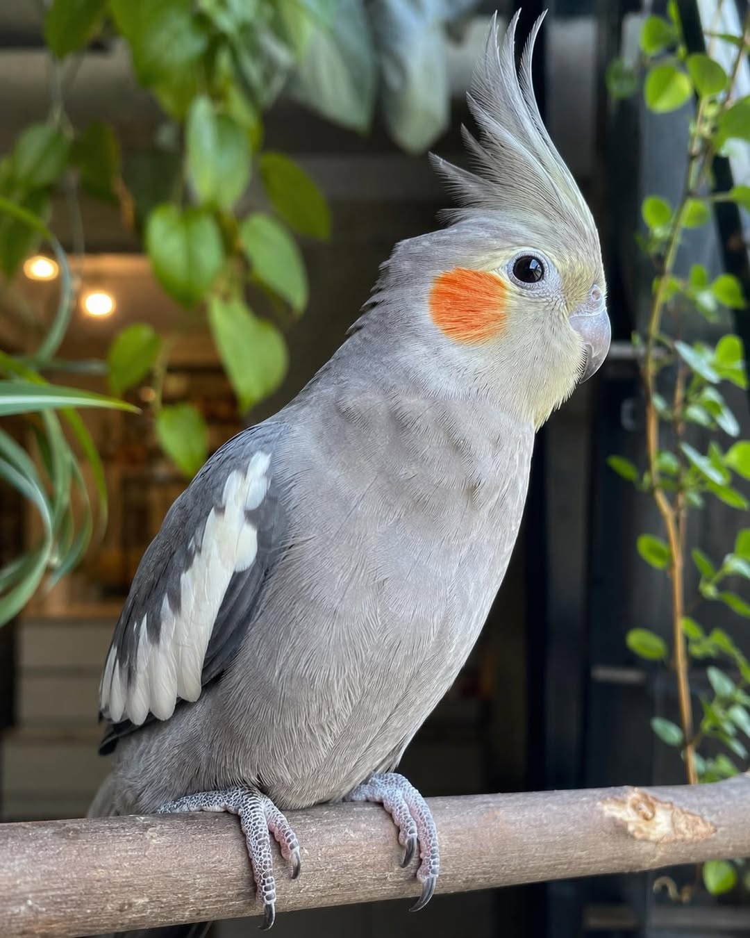 cockatiel comfortable multiple people household bond