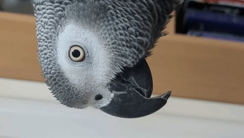 cockatiel eye pinning pupil UK body language